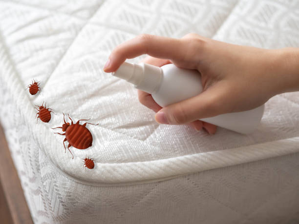 Best Best Pest Control Companies  in Spring Valley, NY