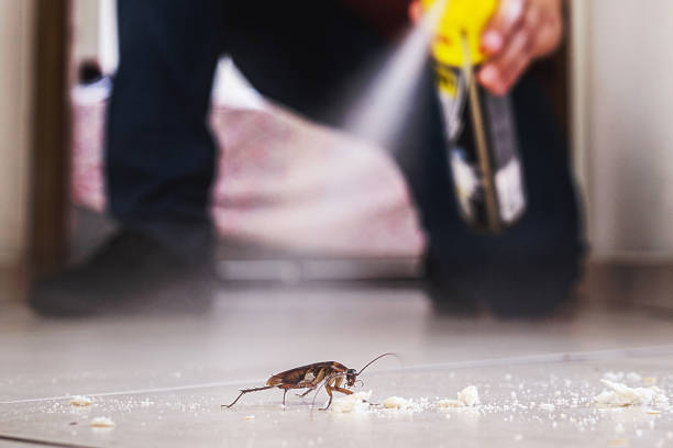Best Rat Extermination Near Me  in Spring Valley, NY