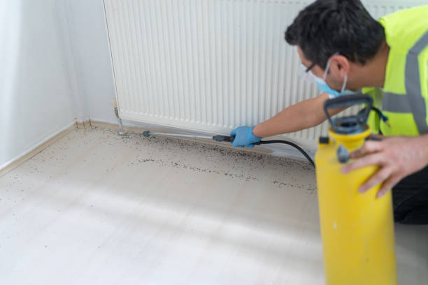 Best Insect Control  in Spring Valley, NY